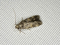 Teleiodes gangwonensis