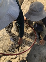 Pacifastacus leniusculus