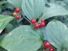 Lycianthes