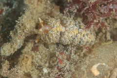 Austraeolis ornata