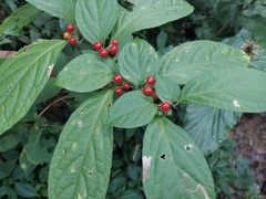 Lycianthes