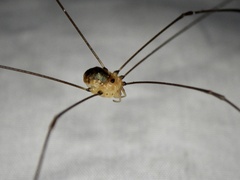 Gagrellula ferruginea