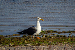 Larus livens