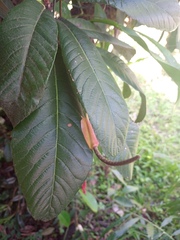 Anthurium gracile image