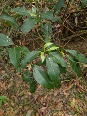 Lophostemon confertus