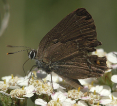Satyrium