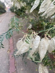 Lessertia frutescens