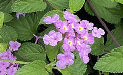 Lantana montevidensis