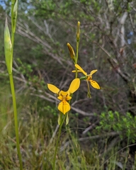 Diuris aurea
