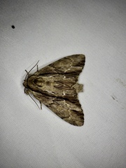 Shaka atrovittatus