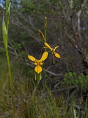 Diuris aurea