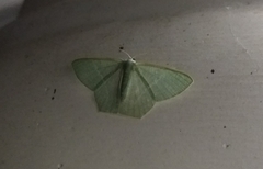 Pelagodes antiquadraria