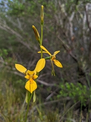 Diuris aurea