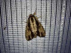 Shaka atrovittatus