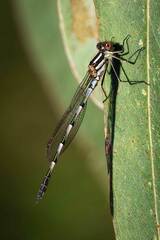 Austrolestes annulosus