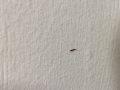 Trichomyrmex destructor