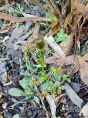Drosera