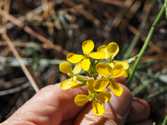 Erysimum capitatum