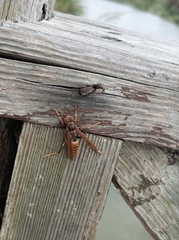 Polistes jokahamae