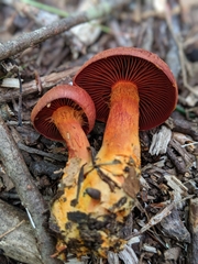 Cortinarius harrisonii