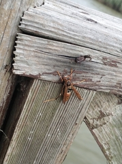 Polistes jokahamae