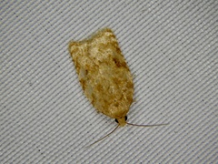 Acleris affinatana