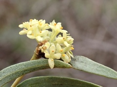 Pimelea microcephala microcephala