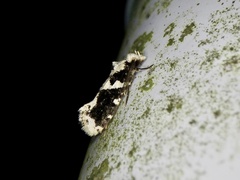 Psecadioides aspersus