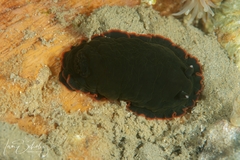 Dendrodoris arborescens
