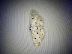 Pycnarmon lactiferalis