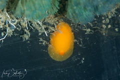 Doriopsilla carneola