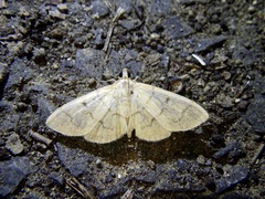 Patania chlorophanta