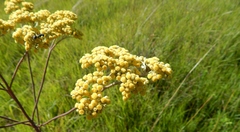 Nidorella