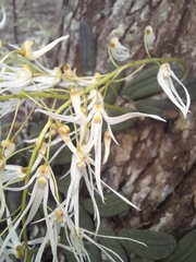 Dendrobium linguiforme