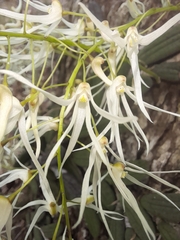 Dendrobium linguiforme