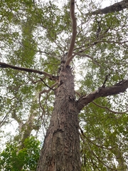 Dendrobium linguiforme