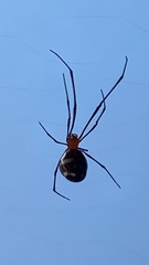 Theridiidae
