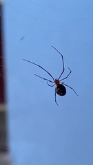 Theridiidae