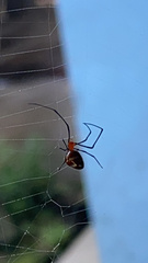Theridiidae