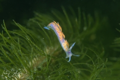 Coryphellina poenicia