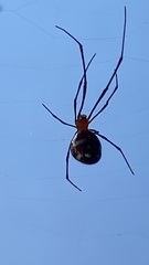Theridiidae