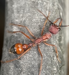 Myrmecia nigriscapa