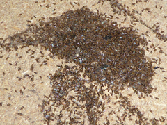Thaumatomyia notata