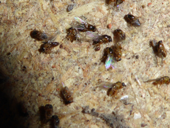 Thaumatomyia notata