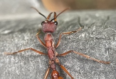 Myrmecia nigriscapa