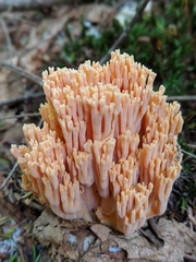 Ramaria formosa