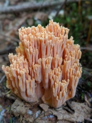 Ramaria formosa