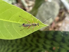 Echthromorpha agrestoria