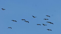 Threskiornis spinicollis