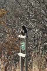 Papio ursinus ursinus